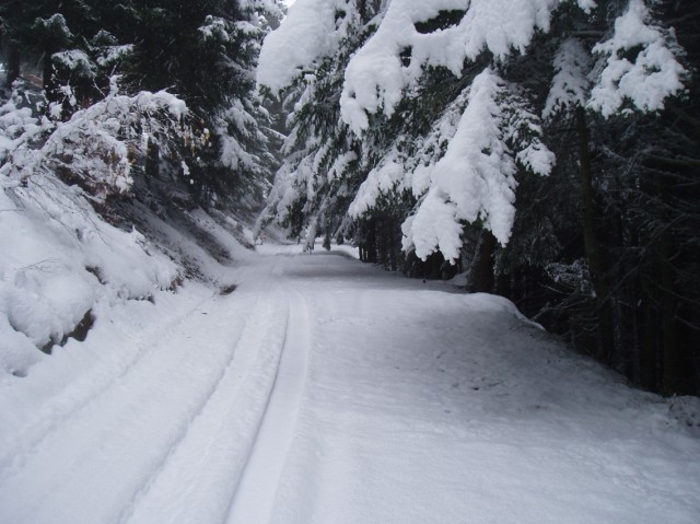 Una strada nel bosco